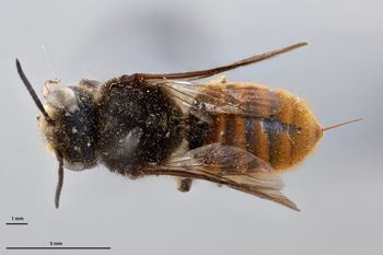 Media type: image;   Entomology 790019 Aspect: habitus dorsal view